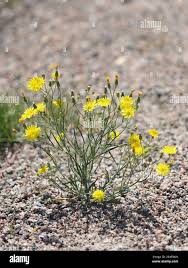 Attēlu rezultāti vaicājumam “Crepis tectorum flower”