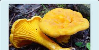 Attēlu rezultāti vaicājumam “Cantharellus cibarius”