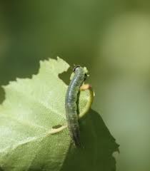 Attēlu rezultāti vaicājumam “Pandemis cerasana”