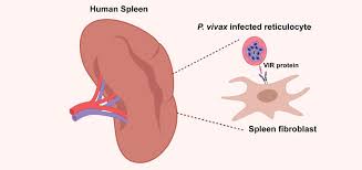 Attēlu rezultāti vaicājumam “Physarum virescens plasmodium”