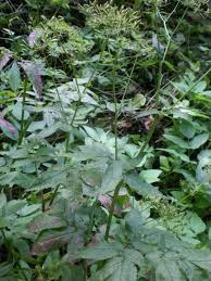 Attēlu rezultāti vaicājumam “Chaerophyllum aromaticum”