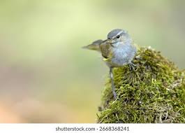 Attēlu rezultāti vaicājumam “Phylloscopus trochilus”