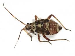 Attēlu rezultāti vaicājumam “Rhabdomiris striatellus”