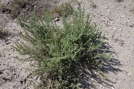 Attēlu rezultāti vaicājumam “Atriplex calotheca”