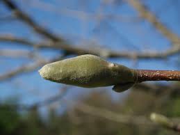 Attēlu rezultāti vaicājumam “Magnolia acuminata bud”