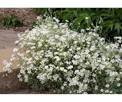 Attēlu rezultāti vaicājumam “Cerastium tomentosum”