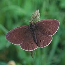 Attēlu rezultāti vaicājumam “Aphantopus hyperantus upperside”