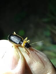 Attēlu rezultāti vaicājumam “Asaphidion pallipes”