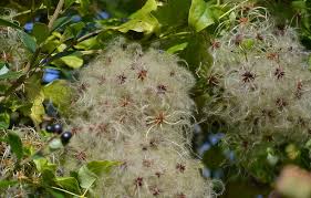 Attēlu rezultāti vaicājumam “Clematis fruit”