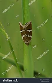 Attēlu rezultāti vaicājumam “Deltote bankiana”