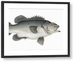 Image result for Polyprion americanus