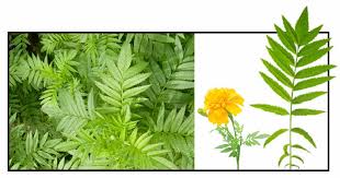 Attēlu rezultāti vaicājumam “Tagetes leaf”