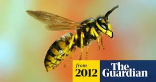 Attēlu rezultāti vaicājumam “Vespula germanica male”