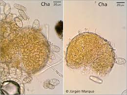 Attēlu rezultāti vaicājumam “Erysiphe galeopsidis”