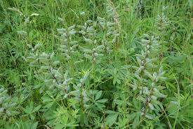 Attēlu rezultāti vaicājumam “Lupinus polyphyllus fruit”
