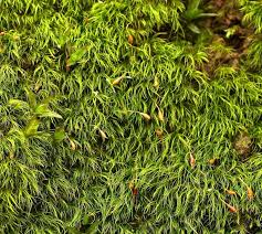 Attēlu rezultāti vaicājumam “Dicranella heteromalla”