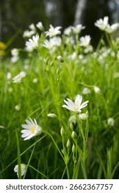 Attēlu rezultāti vaicājumam “Stellaria palustris”