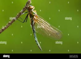 Attēlu rezultāti vaicājumam “Cordulia aenea”