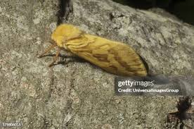 Attēlu rezultāti vaicājumam “Hepialus humuli female”