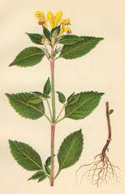 Attēlu rezultāti vaicājumam “Galeopsis speciosa”