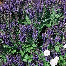 Image result for Salvia nemorosa