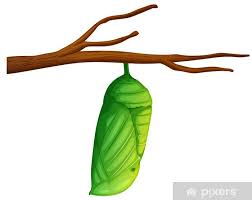 Attēlu rezultāti vaicājumam “pupa”