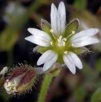 Attēlu rezultāti vaicājumam “Cerastium semidecandrum bud”