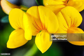 Attēlu rezultāti vaicājumam “Lotus corniculatus flower”