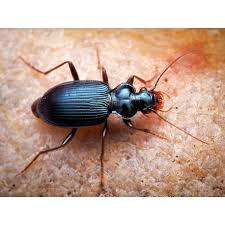 Attēlu rezultāti vaicājumam “Leistus terminatus”