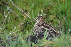 Image result for Gallinago gallinago