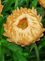 Image result for Helichrysum bracteatum