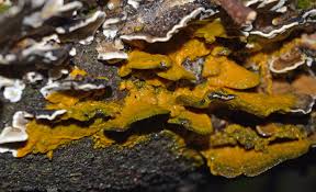 Attēlu rezultāti vaicājumam “Lycogala sphaeroconicum macro”