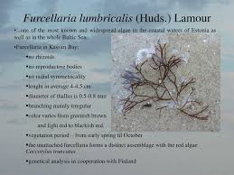 Attēlu rezultāti vaicājumam “Furcellaria lumbricalis”