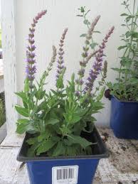 Attēlu rezultāti vaicājumam “Salvia nemorosa flower”