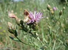 Attēlu rezultāti vaicājumam “Centaurea stoebe fruit”