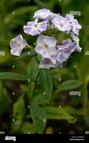 Attēlu rezultāti vaicājumam “Polemoniaceae”