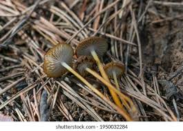 Attēlu rezultāti vaicājumam “Entoloma vernum”