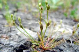 Attēlu rezultāti vaicājumam “Juncus bufonius bud”
