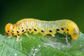 Attēlu rezultāti vaicājumam “Pristiphora maesta”