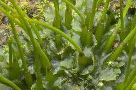 Attēlu rezultāti vaicājumam “Phaeoceros laevis subsp. carolinianus”