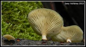 Attēlu rezultāti vaicājumam “Lentinus suavissimus”