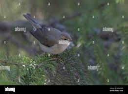 Attēlu rezultāti vaicājumam “Phylloscopus collybita adult”