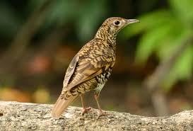 Image result for Zoothera dauma