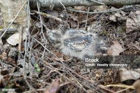 Attēlu rezultāti vaicājumam “Caprimulgus europaeus eggs”