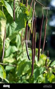 Attēlu rezultāti vaicājumam “Catalpa ovata fruit”