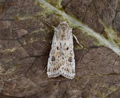 Attēlu rezultāti vaicājumam “Agrotis ripae”