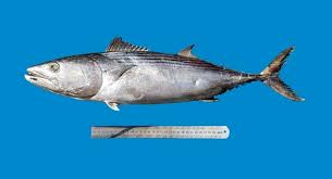 Image result for Sarda sarda