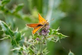 Attēlu rezultāti vaicājumam “Thymelicus sylvestris male”
