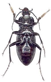 Attēlu rezultāti vaicājumam “Carabus glabratus”