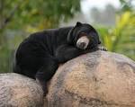 File:Malaysian Sun Bear.jpg - Wikimedia Commons